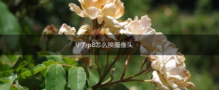 华为p8怎么换摄像头,第1张