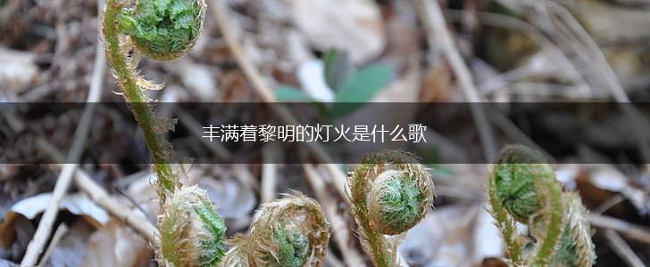 丰满着黎明的灯火是什么歌,第1张