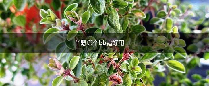 兰瑟哪个bb霜好用,第1张