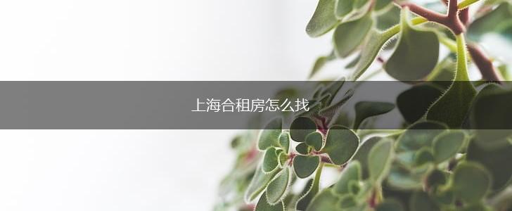 上海合租房怎么找,第1张