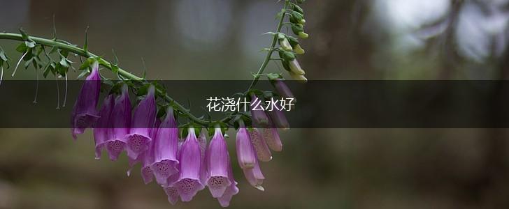花浇什么水好,第1张