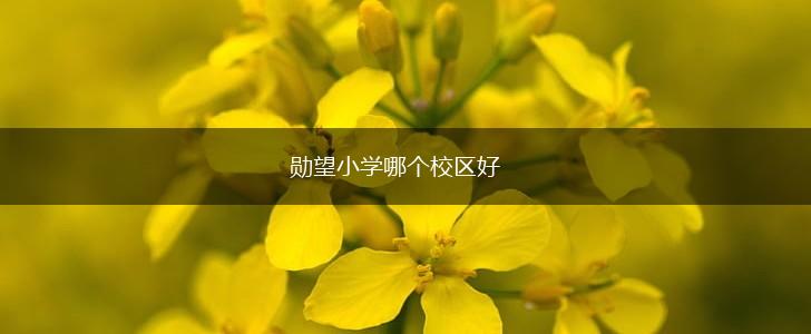 勋望小学哪个校区好,第1张