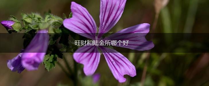 旺财和陆金所哪个好,第1张