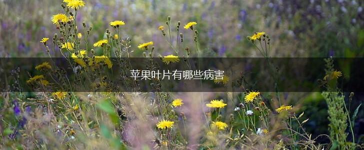苹果叶片有哪些病害,第1张