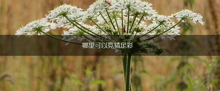 哪里可以竞猜足彩,第1张