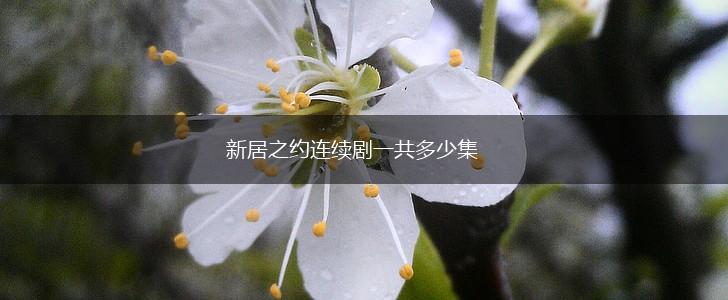 新居之约连续剧一共多少集,第1张