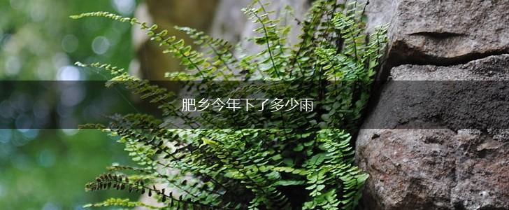 肥乡今年下了多少雨,第1张