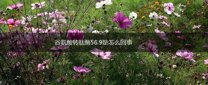 谷氨酸转肽酶56.9是怎么回事,第1张