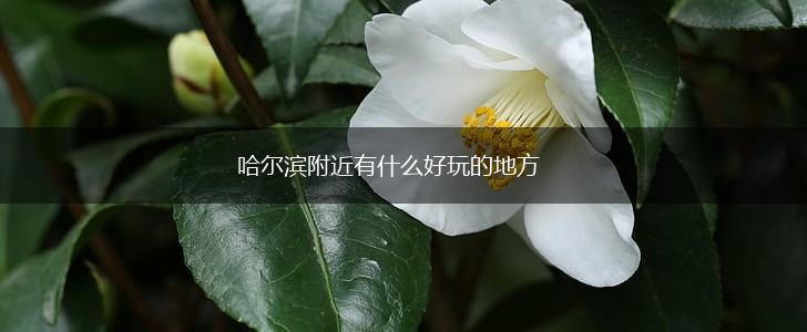 哈尔滨附近有什么好玩的地方,第1张