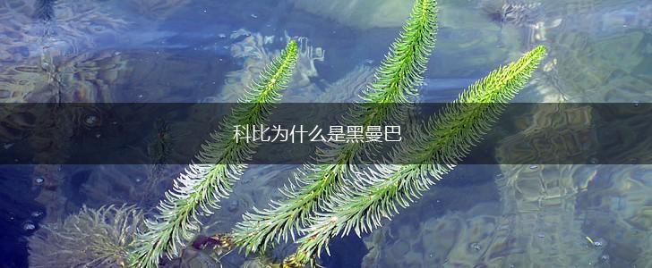 科比为什么是黑曼巴,第1张