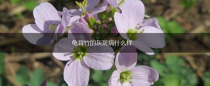 龟背竹的灰斑病什么样,第1张