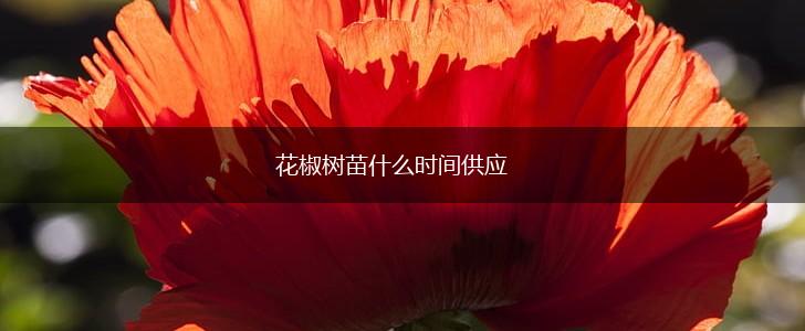 花椒树苗什么时间供应,第1张