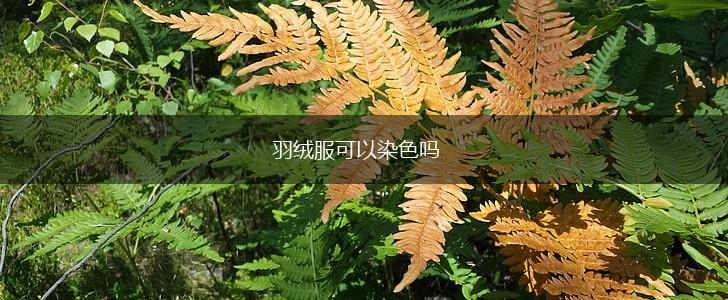 羽绒服可以染色吗,第1张