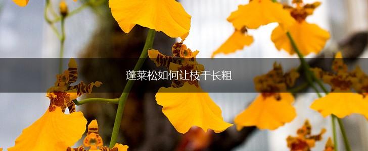 蓬莱松如何让枝干长粗,第1张