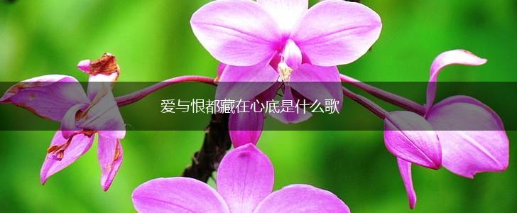 爱与恨都藏在心底是什么歌,第1张