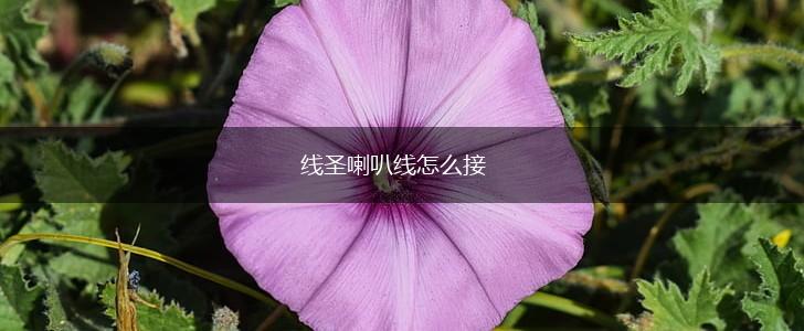 线圣喇叭线怎么接,第1张