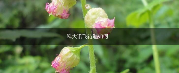 科大讯飞待遇如何,第1张