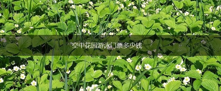 空中花园游泳门票多少钱,第1张