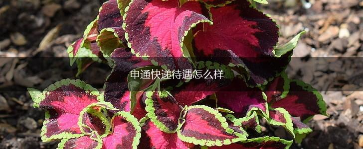 申通快递待遇怎么样,第1张