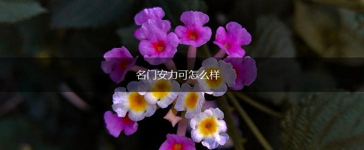 名门安力可怎么样,第1张