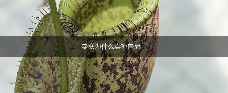 曼联为什么卖掉鲁尼,第1张