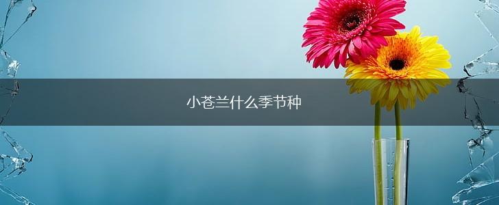 小苍兰什么季节种,第1张