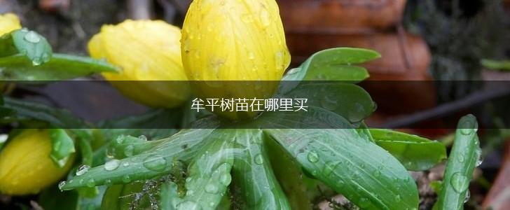 牟平树苗在哪里买,第1张