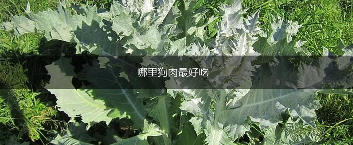 哪里狗肉最好吃,第1张