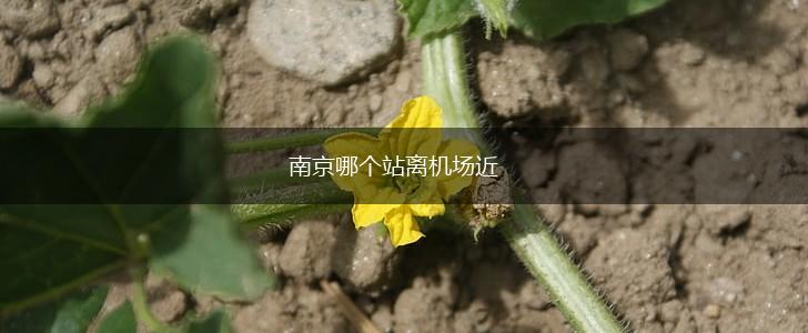 南京哪个站离机场近,第1张