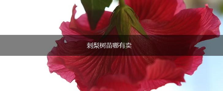 刺梨树苗哪有卖,第1张
