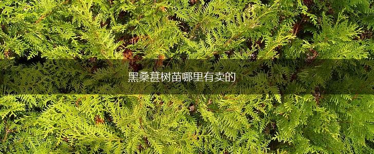 黑桑葚树苗哪里有卖的,第1张