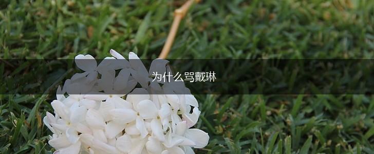 为什么骂戴琳,第1张