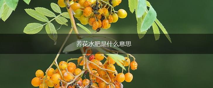 养花水肥是什么意思,第1张