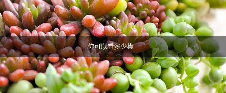 你可以看多少集,第1张