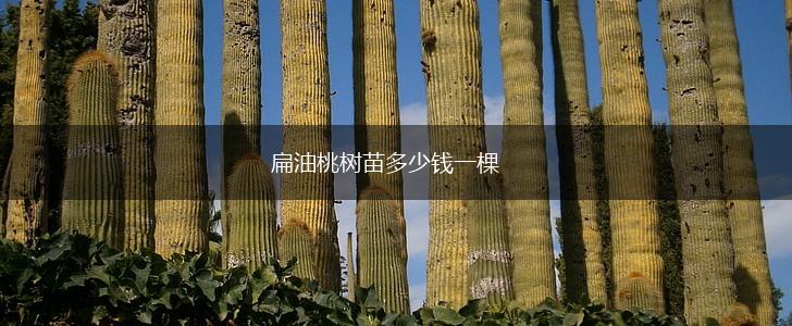 扁油桃树苗多少钱一棵,第1张