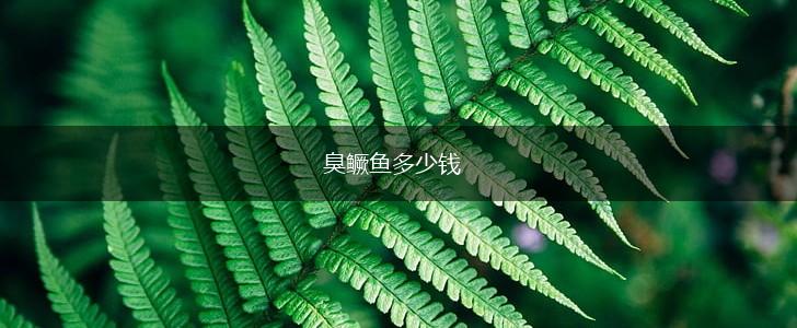 臭鳜鱼多少钱,第1张