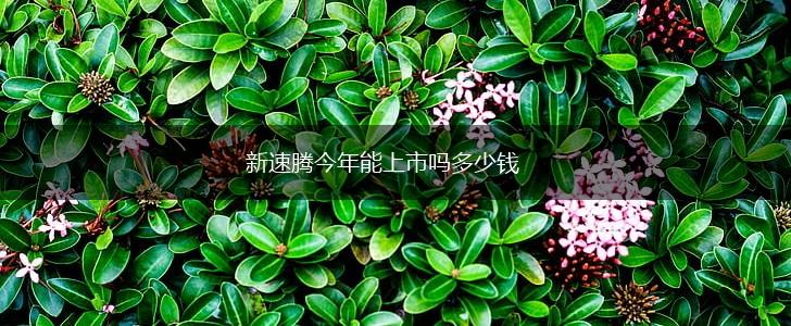 新速腾今年能上市吗多少钱,第1张
