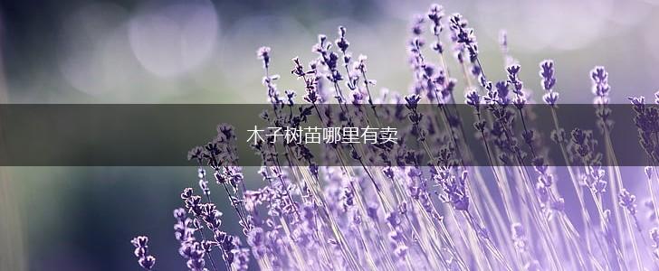 木子树苗哪里有卖,第1张