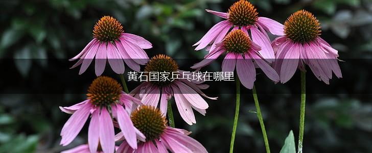 黄石国家乒乓球在哪里,第1张