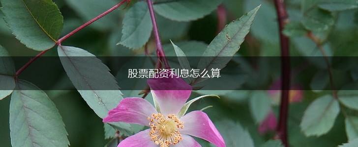 股票配资利息怎么算,第1张