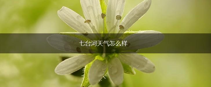 七台河天气怎么样,第1张