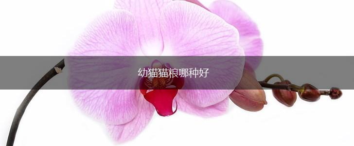 幼猫猫粮哪种好,第1张