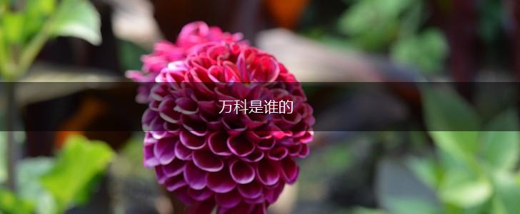 万科是谁的,第1张