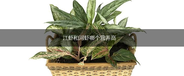 江虾和河虾哪个营养高,第1张