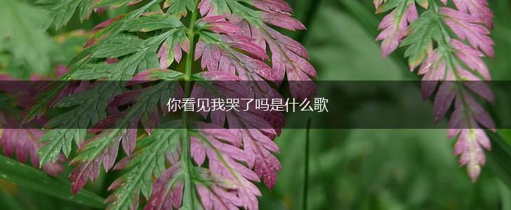 你看见我哭了吗是什么歌,第1张