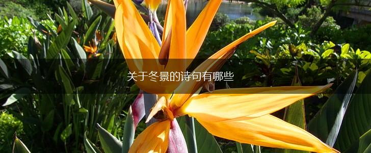 关于冬景的诗句有哪些,第1张
