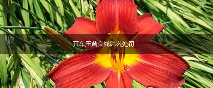 开车压黄实线怎么处罚,第1张
