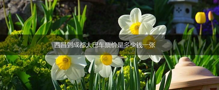 西昌到成都大巴车票价是多少钱一张,第1张