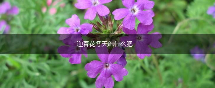 迎春花冬天施什么肥,第1张