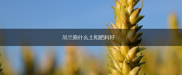 吊兰施什么土和肥料好,第1张